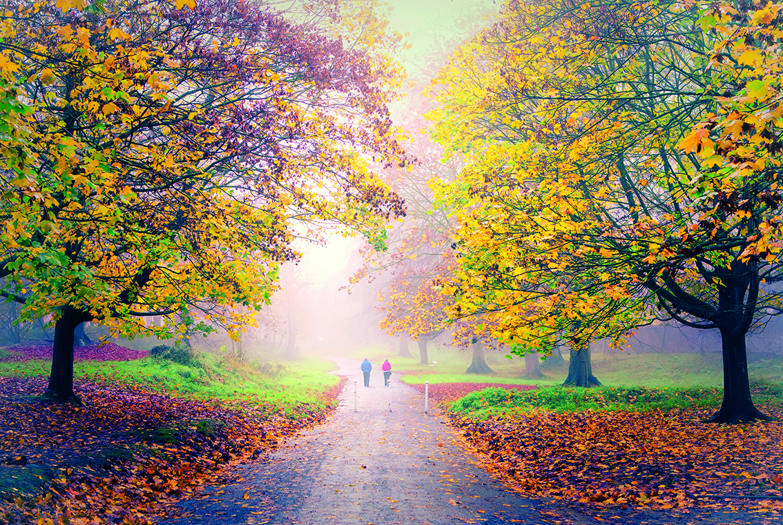 Two people walking on path in park with autum yellow leaves on trees