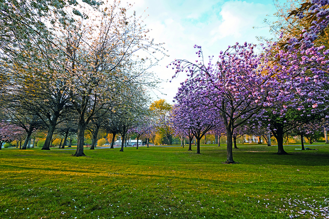 Park with cherry trees